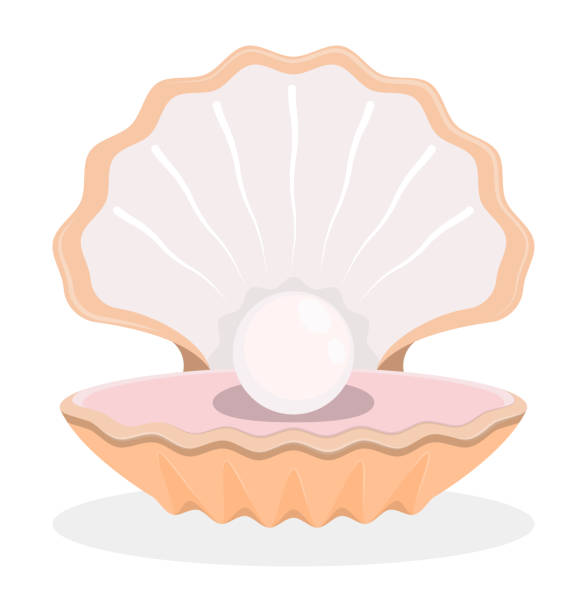 illustrations, cliparts, dessins animés et icônes de perle brillante de mer en coquille ouverte. trésor de mer et d’océan. vecteur dans le style dessin animé - clam