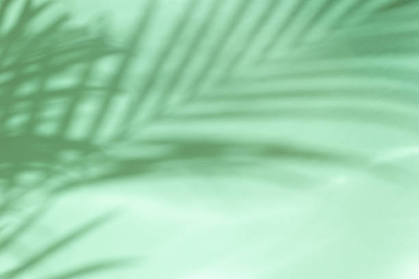 Palm leaves on a green background or surface with shadow and sunlight. Stylish banner stock photo