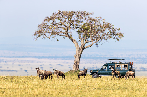 Unidentifiable tourists in a safari vehicle watch white-bearded wildebeest in the Masai Mara, Kenya, during the annual Great Migration. The animals and vehicle are in the shade of a large acacia tree.