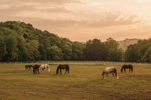 istock Field with horses at sunset 1321291283