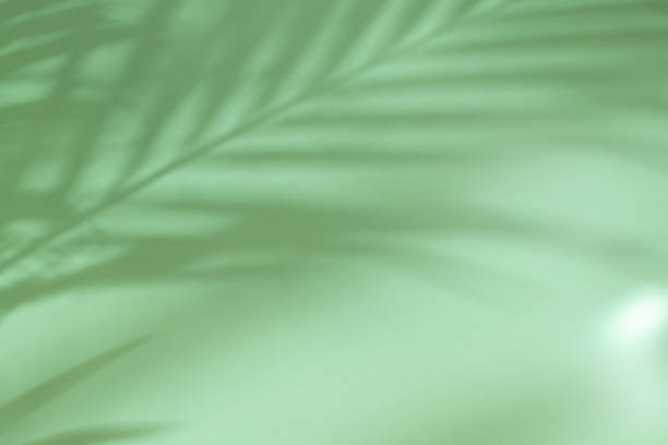 istock Palm leaves on a green background or surface with shadow and sunlight. Stylish banner 1321291310