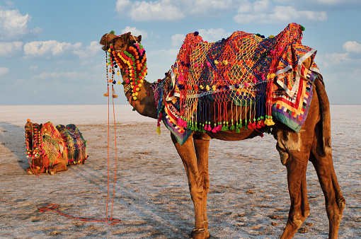Camellos decorados en Rann Utsav en White Rann of Kutch. photo