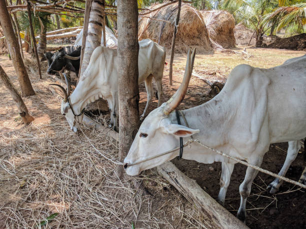 istock Cattle tied in a cattle shed in rural India. 1321292457