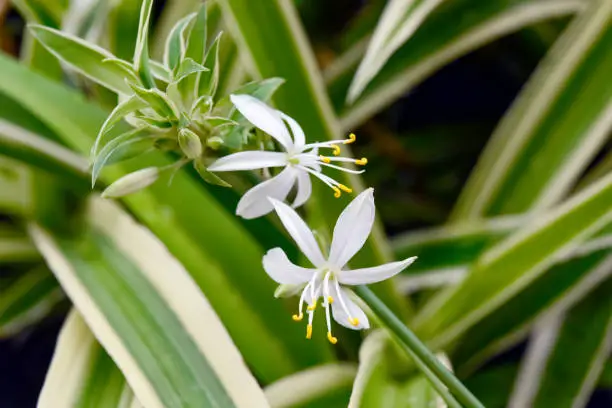 Spider plant flower, Chlorphytum comosum. Close‐up photography.