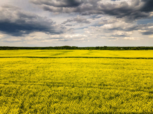 istock Beautiful fields of canola. Aerial view 1321295329