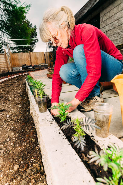 istock Planting marigolds in a low wall 1321295961