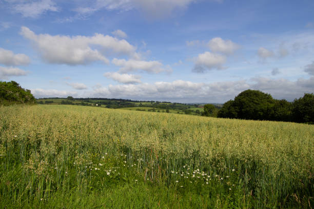 istock field of Oats 1321296248