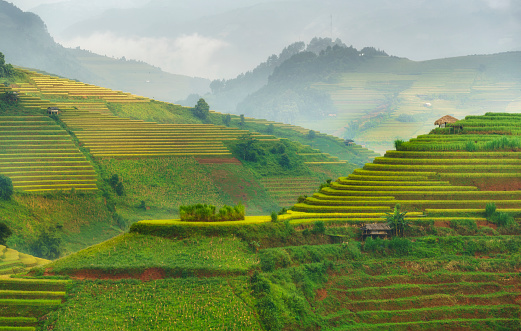 Paddy rice terraces in countryside area of Mu Cang Chai, Yen Bai, mountain hills valley in Vietnam.