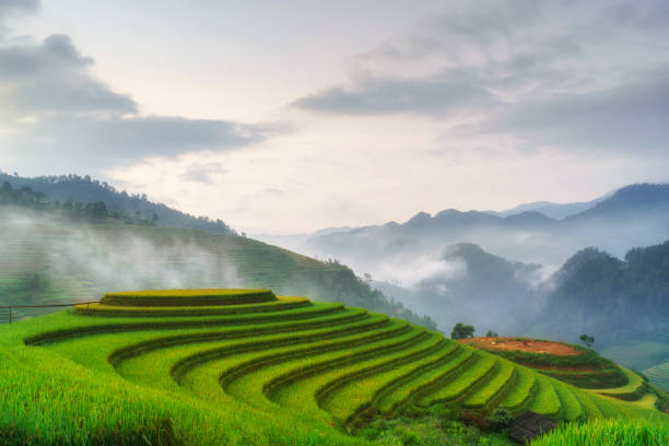 reis-reis-terrassen in ländlichen gebieten von mu cang chai, yen bai, berghügel tal in vietnam. - reisfeld stock-fotos und bilder
