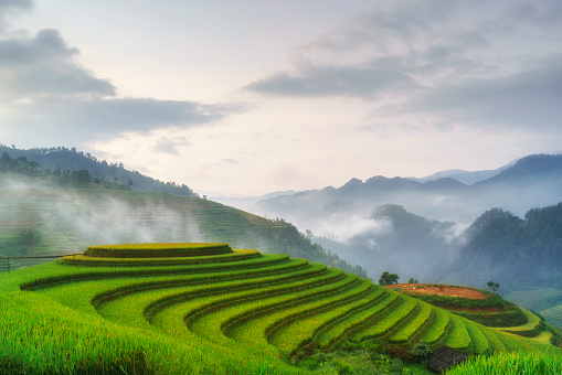 Paddy rice terraces in countryside area of Mu Cang Chai, Yen Bai, mountain hills valley in Vietnam.
