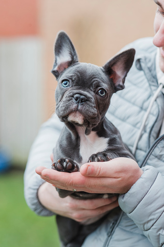 A close-up of a cute male french bulldog puppy owner holding his young pup in his arms as it looks towards the camera with his head tilted and ears pointed.