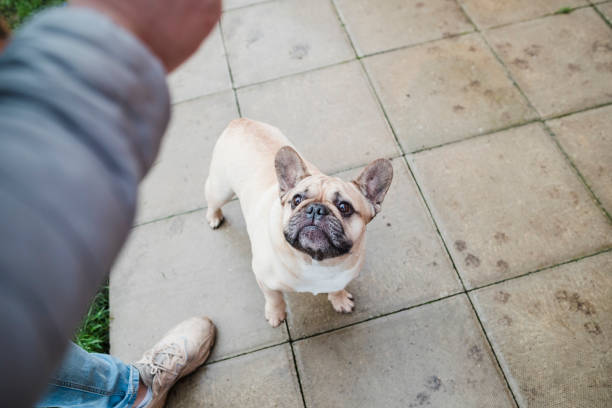 istock Good Girl 1321297866