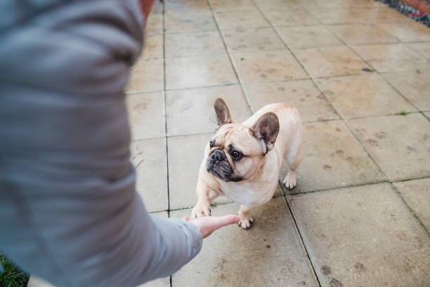 istock Can I Have A Paw 1321297867