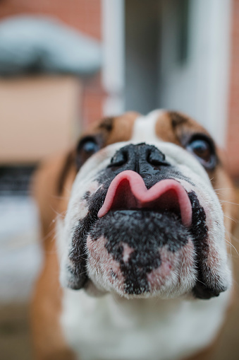 A boxer puppy leans in towards the camera as she attempts to sniff the lens