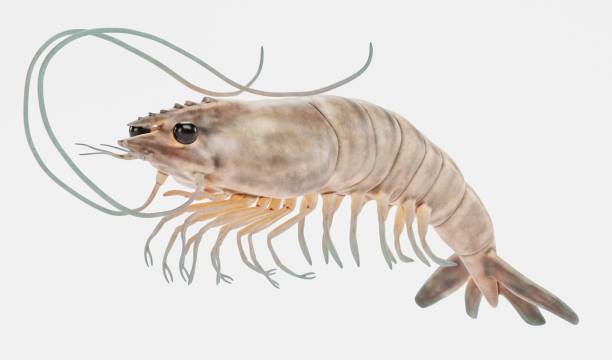 istock Realistic 3D Render of Prawn 1321298195