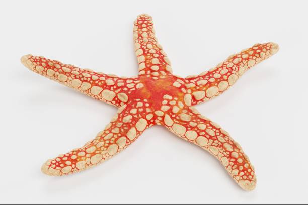 istock Realistic 3D Render of Necklace Starfish 1321298248