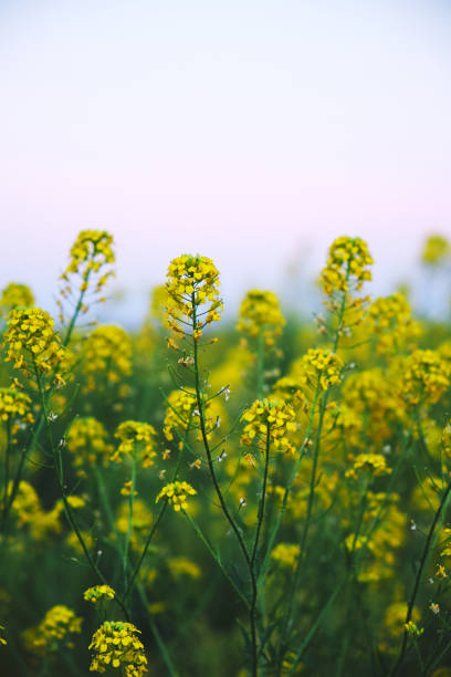 istock Rapeseed field, background, blooming culture of rape at sunset. 1321298621