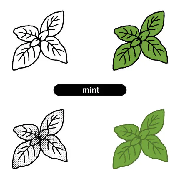 Vector illustration of Illustration of mint in green-yellow vegetables