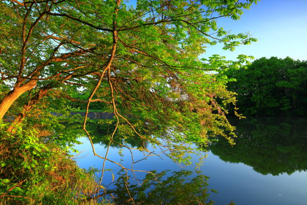 istock Fresh green swamp 1321300045