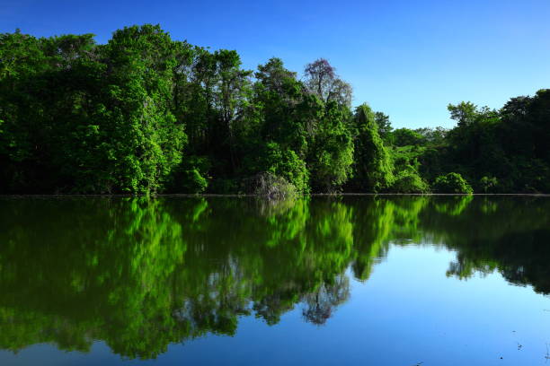istock Fresh green swamp 1321300047