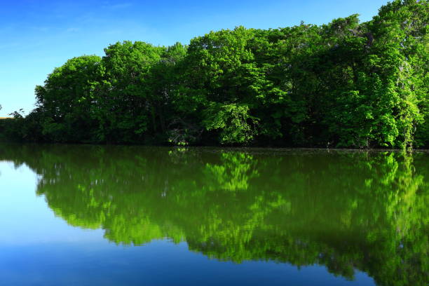 istock Fresh green swamp 1321300072