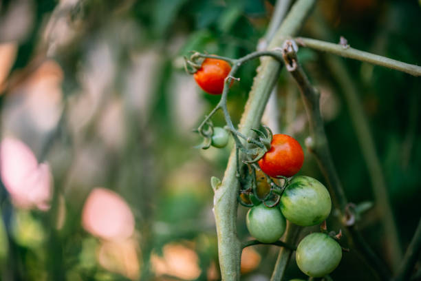 Ripe Tomatoes on the Branch