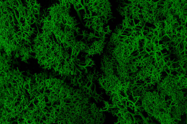 istock Green moss on old office floor interior design top view close up 1321300764