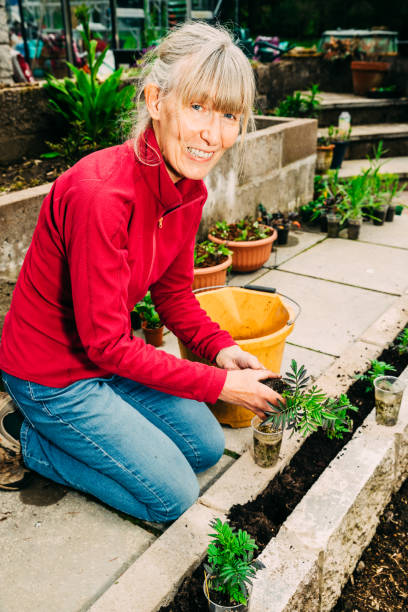 istock Planting marigolds in a low wall 1321302543
