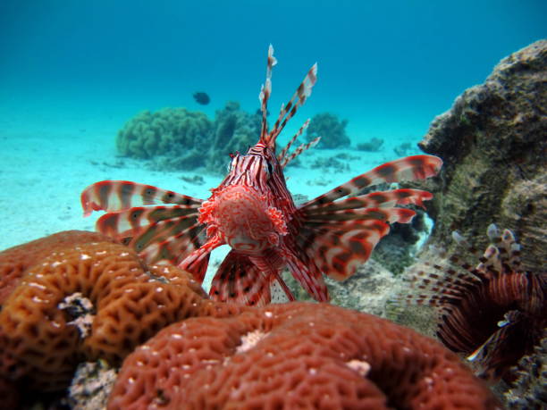 istock Lion Fish in the Red Sea. 1321302761
