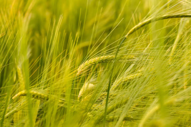 istock Closeup of a blurry wheat field. 1321303639