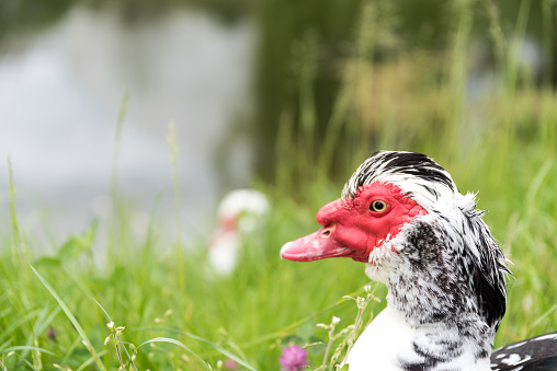 Muscovy Duck Resting near the Pond