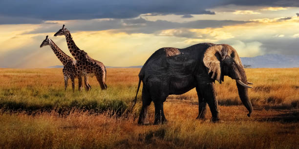 African huge elephants and giraffes  in the Serengeti National Park. Tanzania. African safari. Banner format. African huge elephants and giraffes  in the Serengeti National Park. Tanzania. African safari. Banner format. serengeti elephant conservation stock pictures, royalty-free photos & images