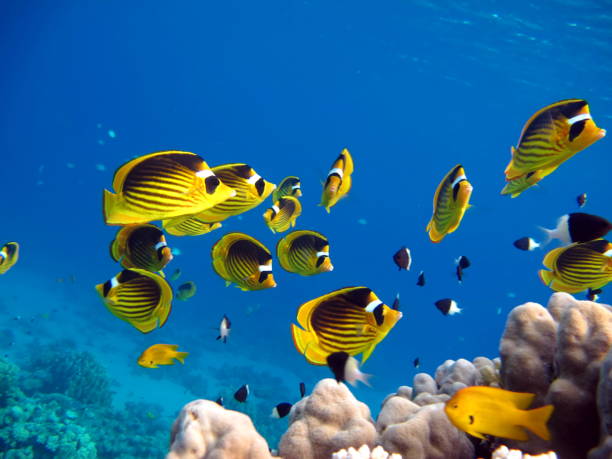 istock Butterfly fish on the Red Sea reef. 1321304037