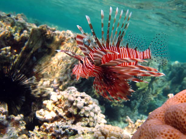 istock Lion Fish in the Red Sea. 1321304205