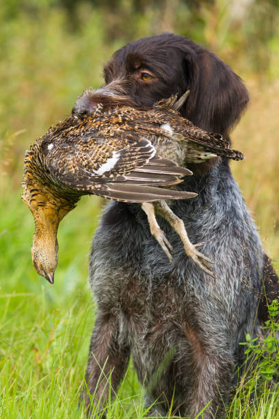 the dog keeps a downed grouse in his teeth german wirehaired pointer keeps a downed wildfowl (hen blackcock) during hunting grouse stock pictures, royalty-free photos & images