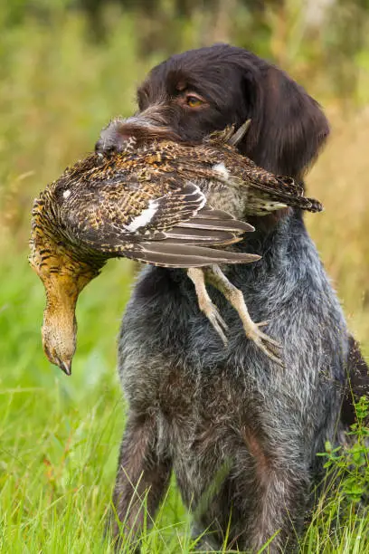german wirehaired pointer keeps a downed wildfowl (hen blackcock) during hunting