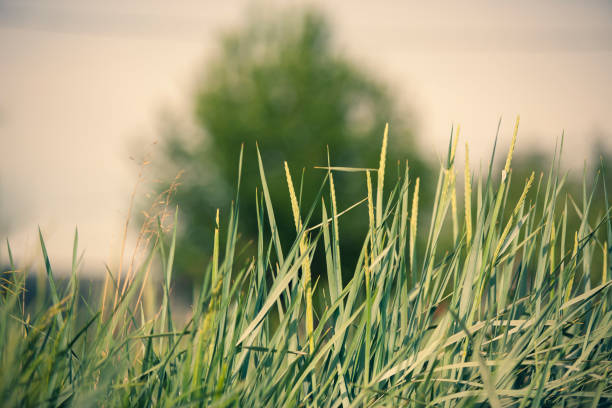 decorative grass plant leymus arenarius(or grate sand, elymus sand, leymus, volosnets, elymus arenarius) on a tree background. - hayfield imagens e fotografias de stock