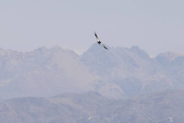 istock Condor bird in Colca Valley - Peru 1321305390