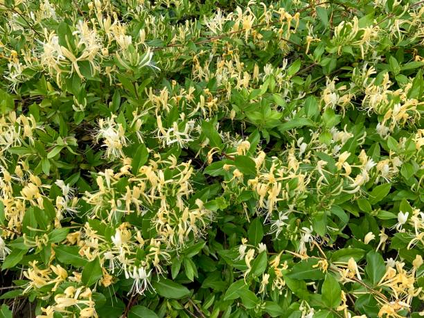 istock Honeysuckle Growing as a Ground Cover is a Habitat 1321305526