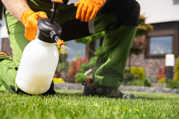 Caucasian Men Fighting Grass Lawn Weeds Caucasian Men Fighting Grass Lawn Weeds by Spraying Chemicals. insecticide stock pictures, royalty-free photos & images