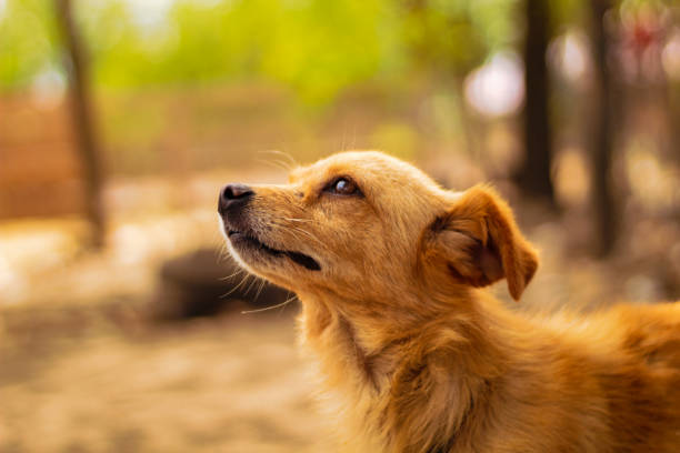 istock orange dog watching the sky 1321305587