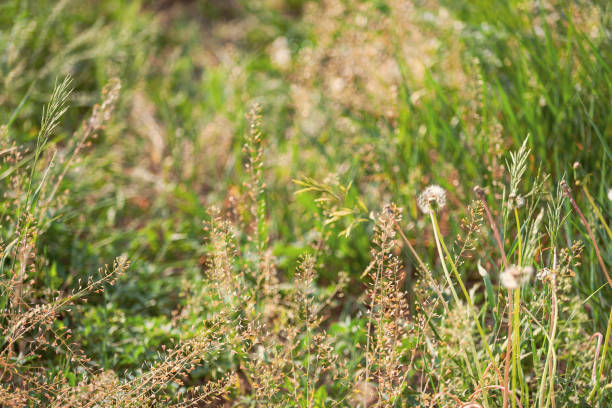 istock Weeds with seeds on the lawn in a strong hurricane wind swing, bend, vibrate. 1321305617