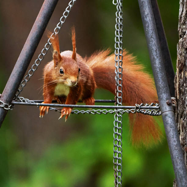 istock Wild European red squirrel, Sciurus vulgaris, climbing on metal barbecue frame 1321306957
