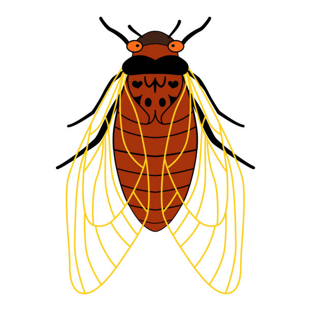 illustrazioni stock, clip art, cartoni animati e icone di tendenza di cicale periodiche di covata x. illustrazione cartoon di un insetto con ali e tentacoli. cicada - illustrazione piatta, vista dall'alto, isolata su sfondo bianco. cicale di 17 anni. insetto dagli occhi rossi - locust swarm of insects insect group of animals