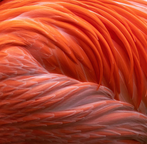 istock Vibrant pink flamingo feathers close up 1321308014