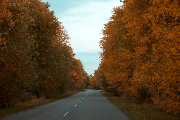 istock Empty asphalt road through autumn forest. Nature autumn background 1321309224