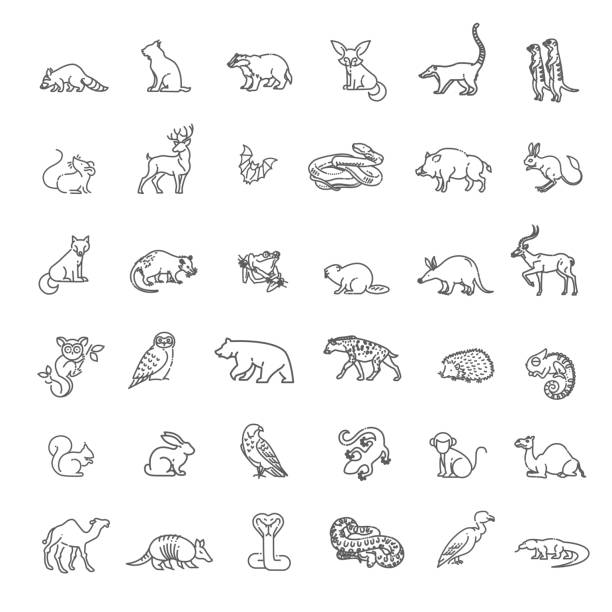 ilustraciones, imágenes clip art, dibujos animados e iconos de stock de vector. sistema de animales lineares del bosque y del desierto del vector - rodent animal nature wildlife