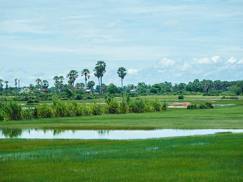 Flooded rice paddy in rural Kampong Cham Province, Cambodia.
