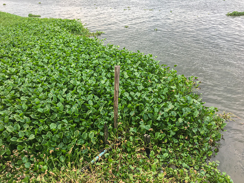 A water hyacinth plant is a free-floating on a river.