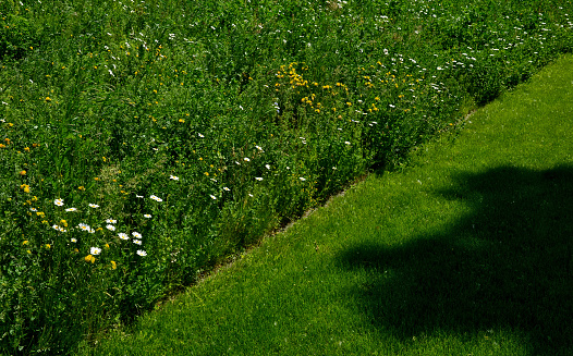 path mowed by a mower on a narrow sidewalk. low grass surrounded by a meadow with yellow flowers. different ways of meadow care. mowing hay, leucanthemum vulgare